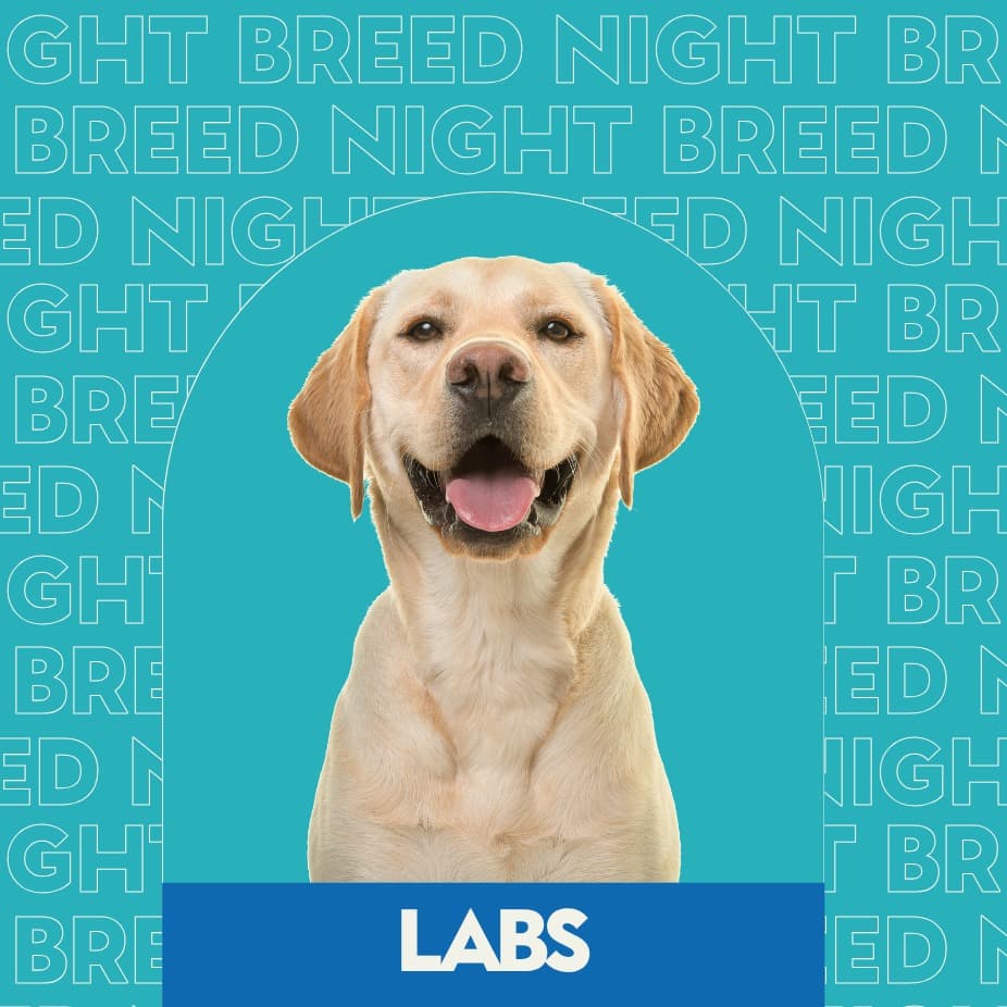 Breed Night: Labs at Unleashed Hounds and Hops