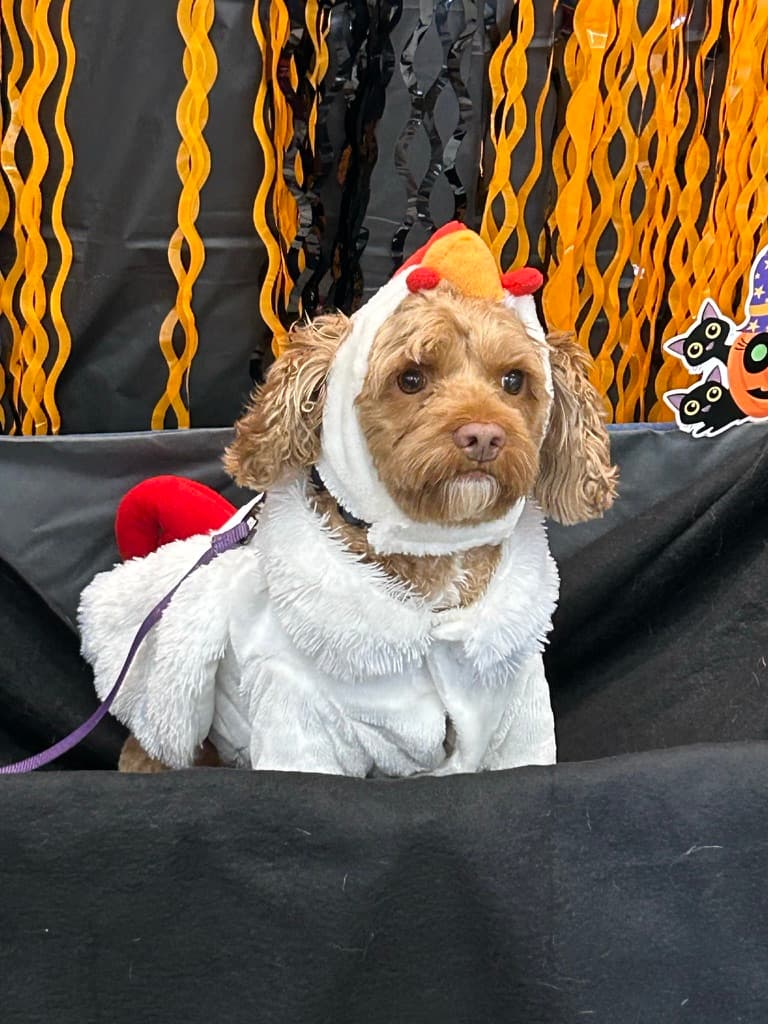 MARS Trick or Treat at Maple Grove PetSmart