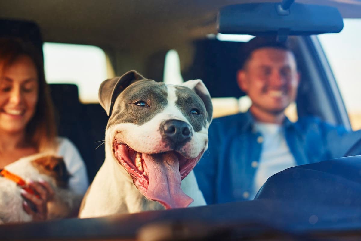 Take Your Cinephile Canine To These Drive-In Movie Theaters Across the U.S.