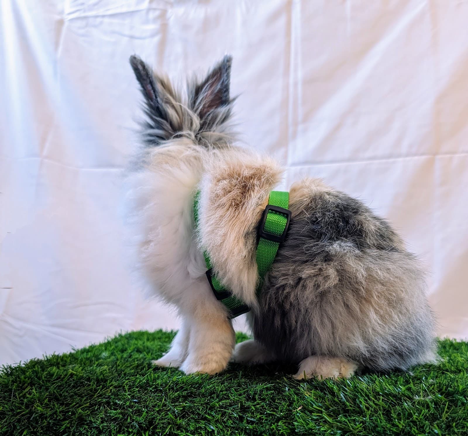 Kido Petcare