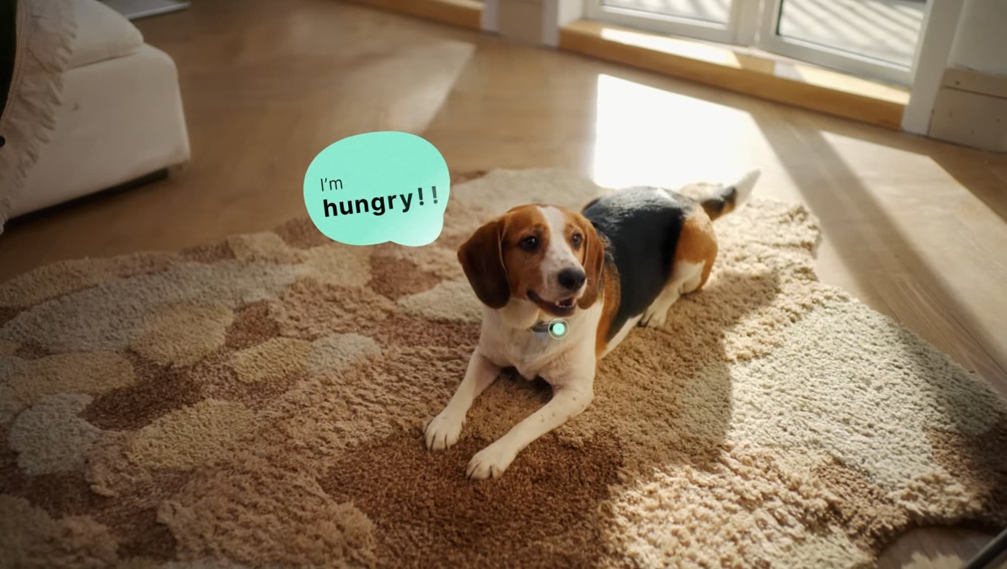 Can an AI Collar Really Translate Your Dog's Barks? A Viral $118 Gadget Says Yes.