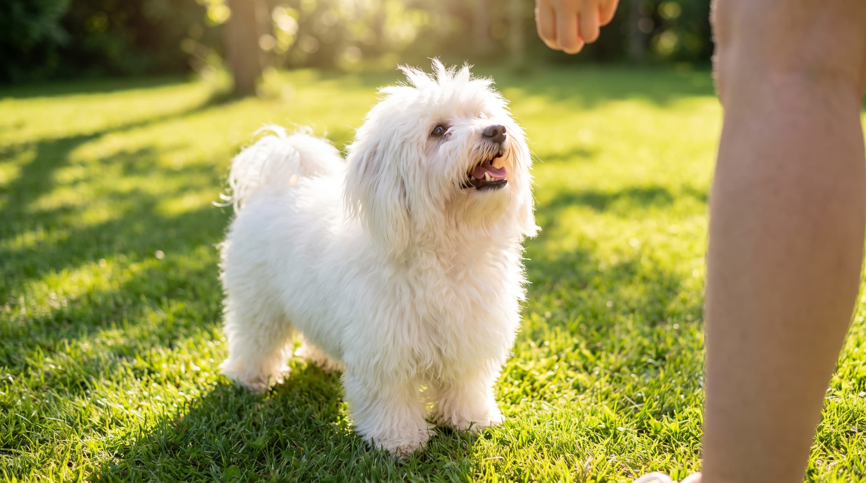 Coton de Tulear: Complete Breed Guide to the Royal Dog of Madagascar