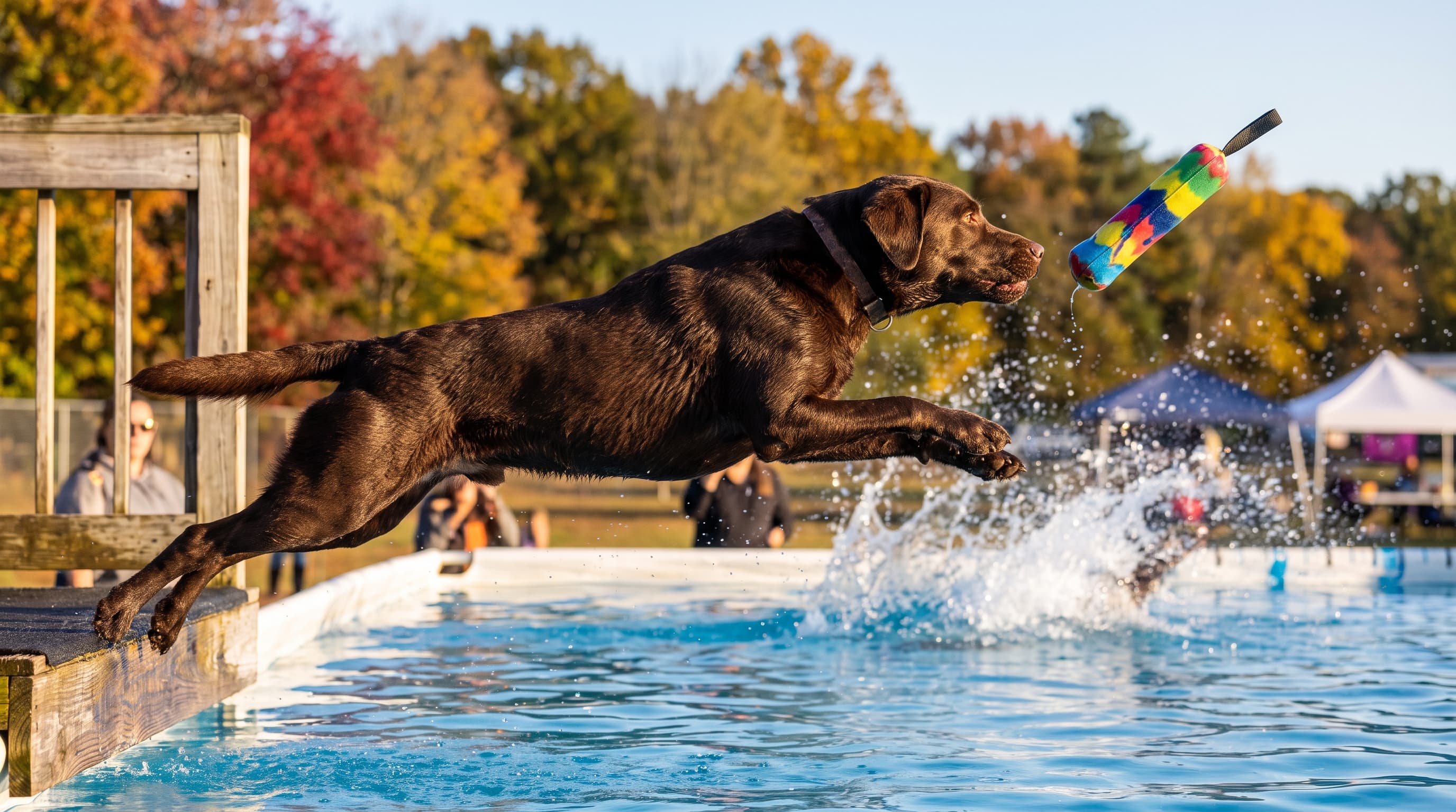 Dock Diving Is Booming — and a Whippet's 36-Foot Record Headlines Missouri's Nationals This October