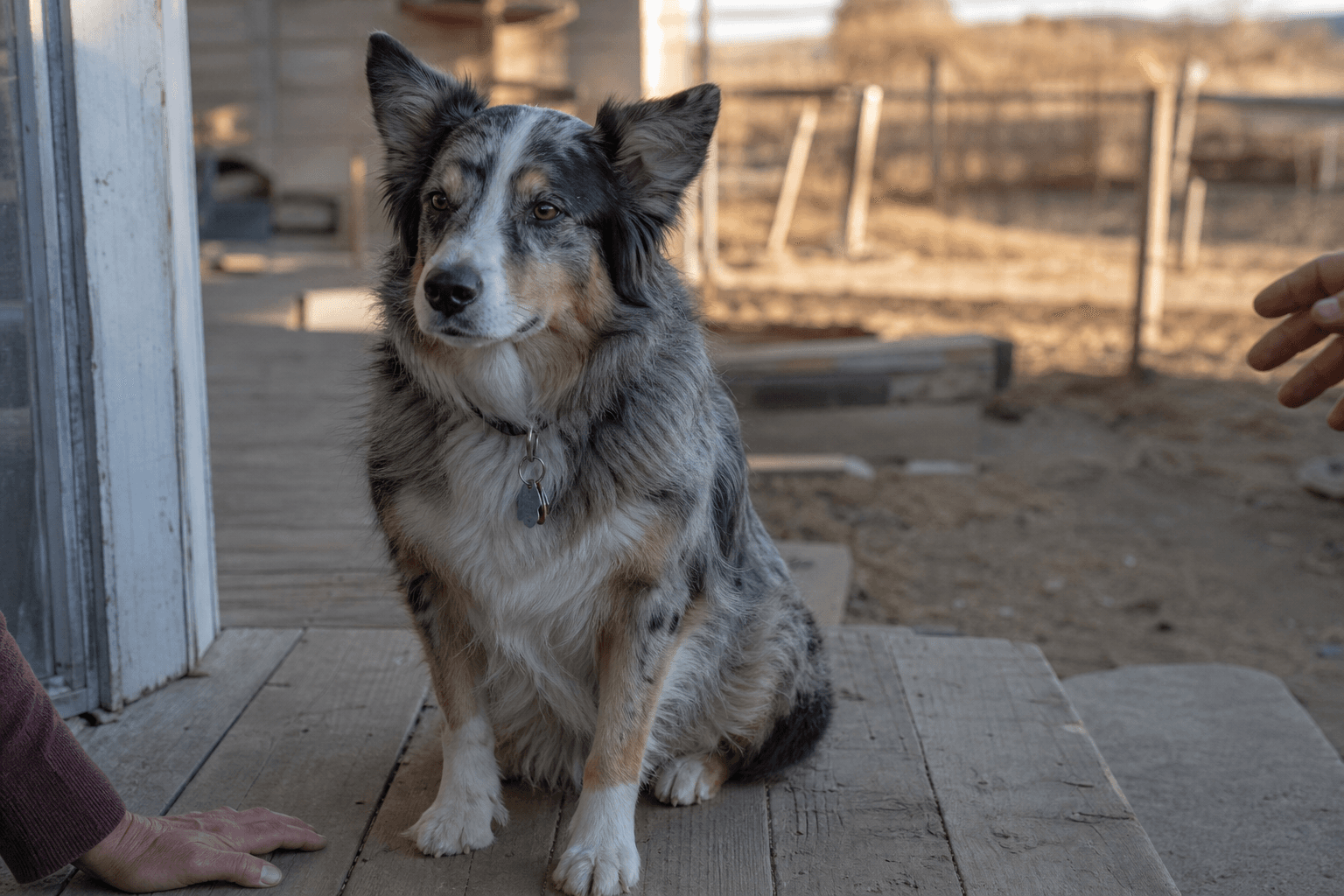 A Missing Oklahoma Dog Turned Up 1,100 Miles Away in North Carolina — Here's What Every Dog Owner Should Know
