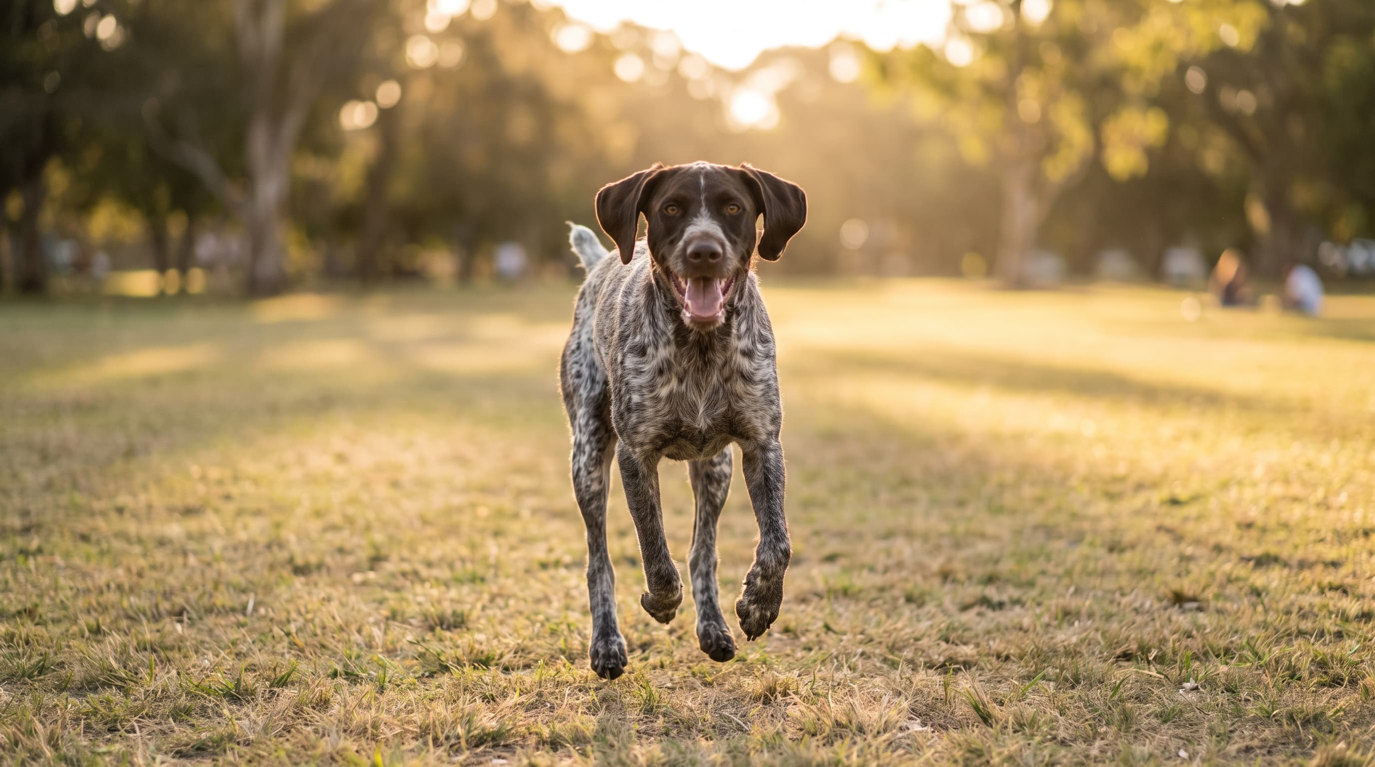 German Shorthaired Pointerpoodle: Size, Temperament, Care and Cost