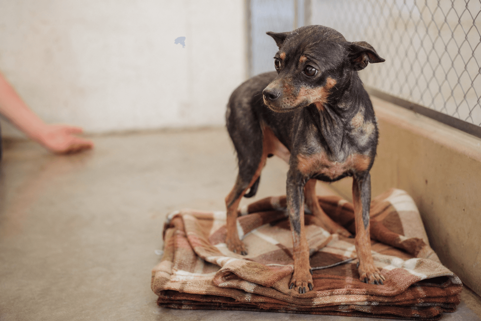 244 Dogs Were Just Rescued From One Kentucky Property — Here's What Adopting a Hoarding-Case Dog Really Involves