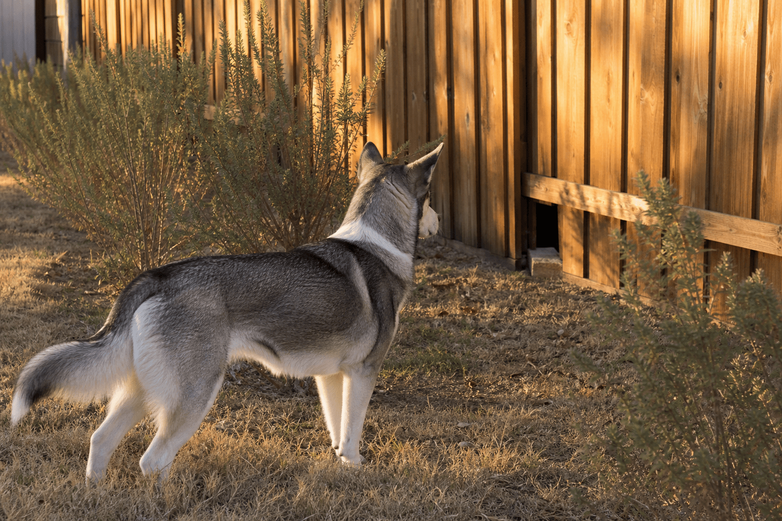 A Family Dog Just Tested Positive for Rabies After Killing a Skunk — Here's What Every Dog Owner Should Know