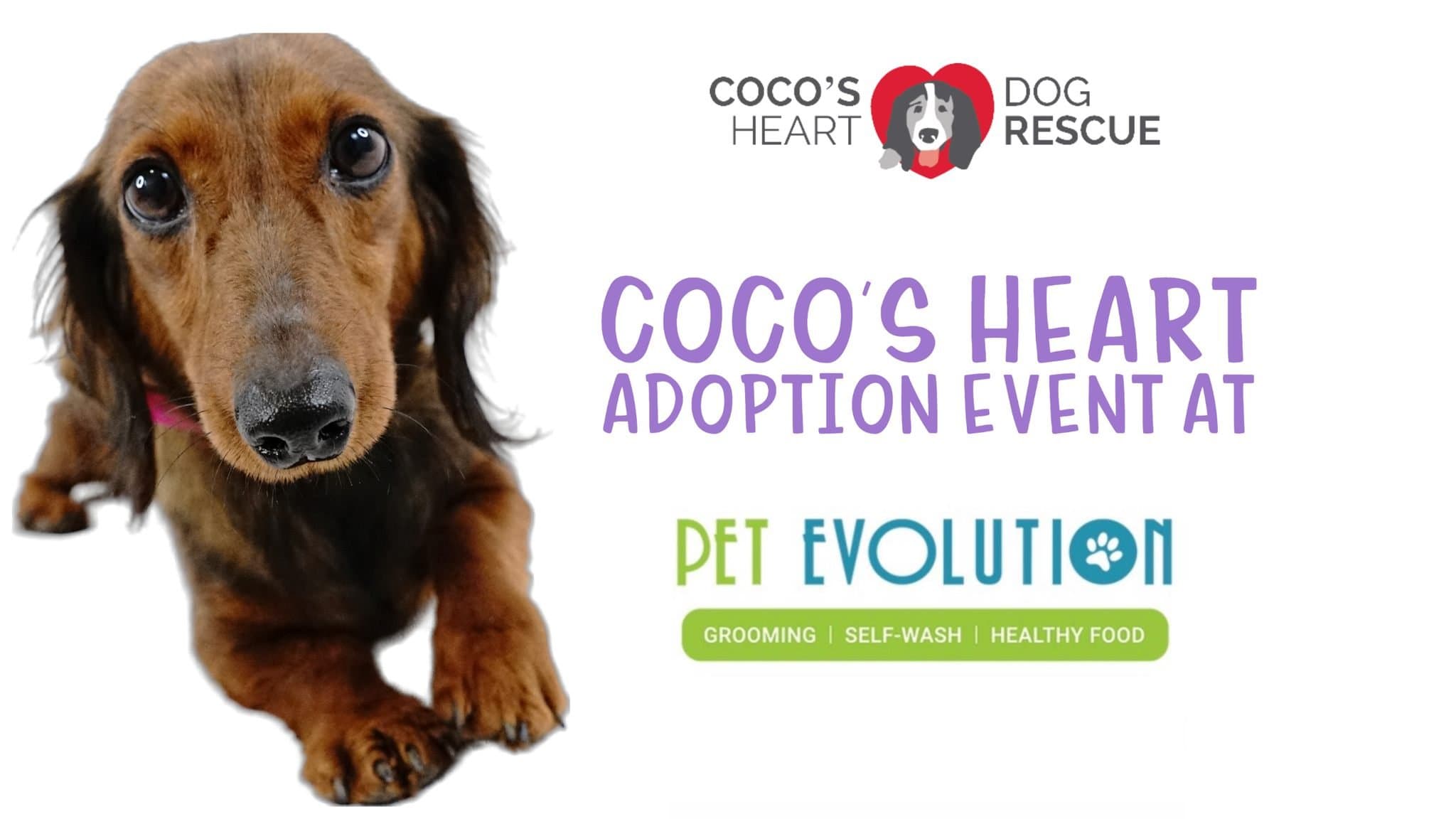 Coco's Heart Dog Rescue Adoption Event at Pet Evolution