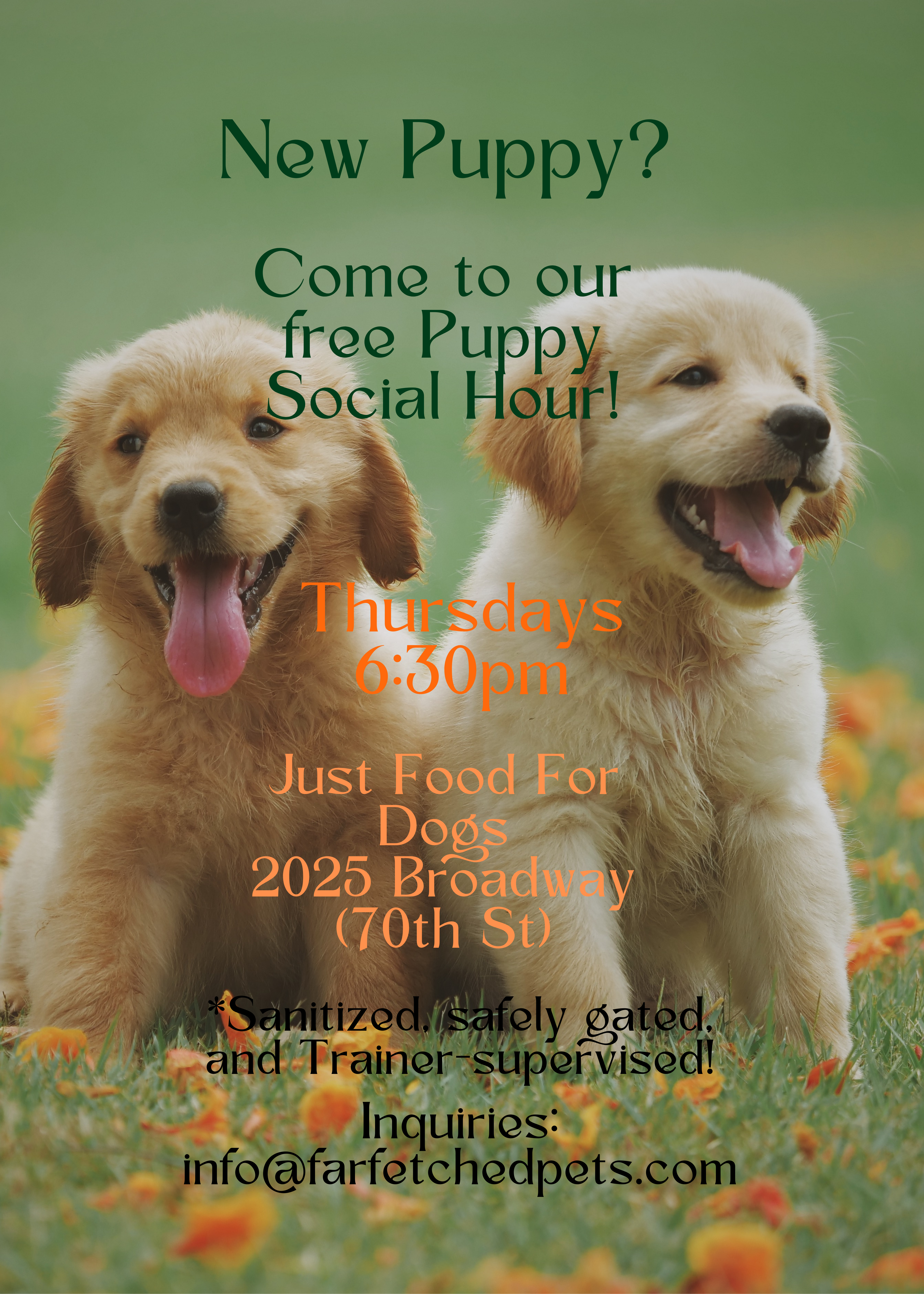Trainer Led Puppy Social Hour