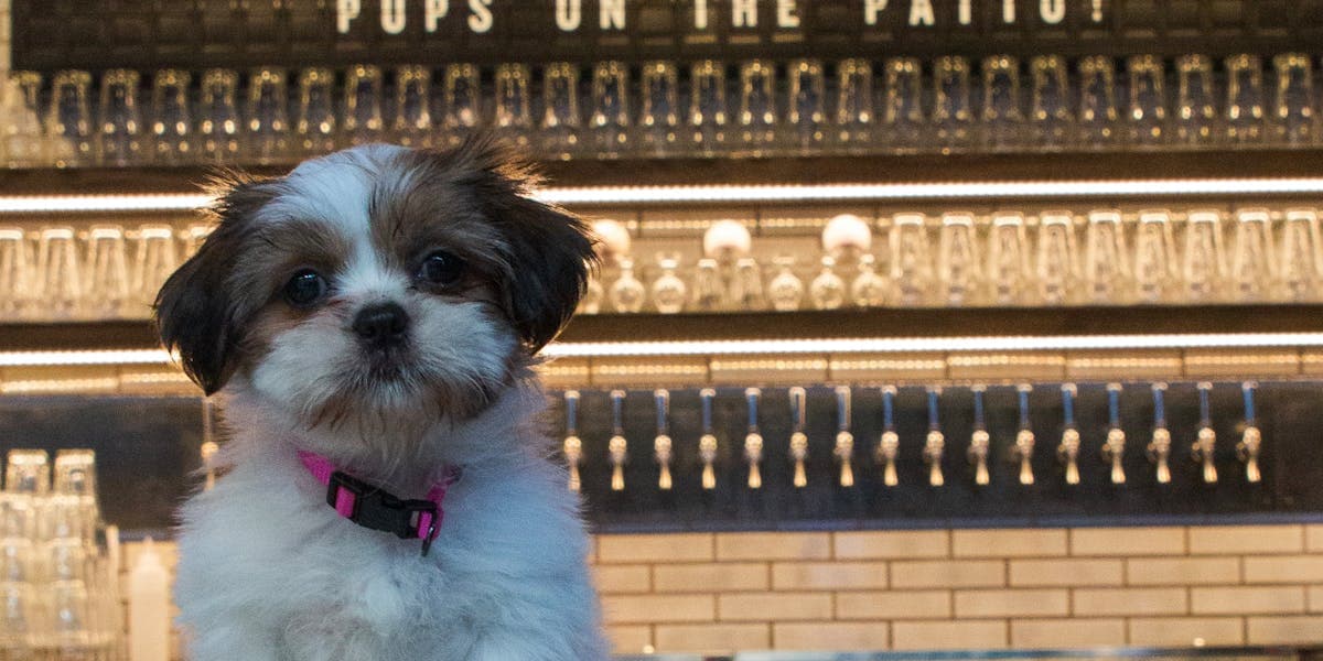Pups on the Patio at Lucky Dorr – July 16