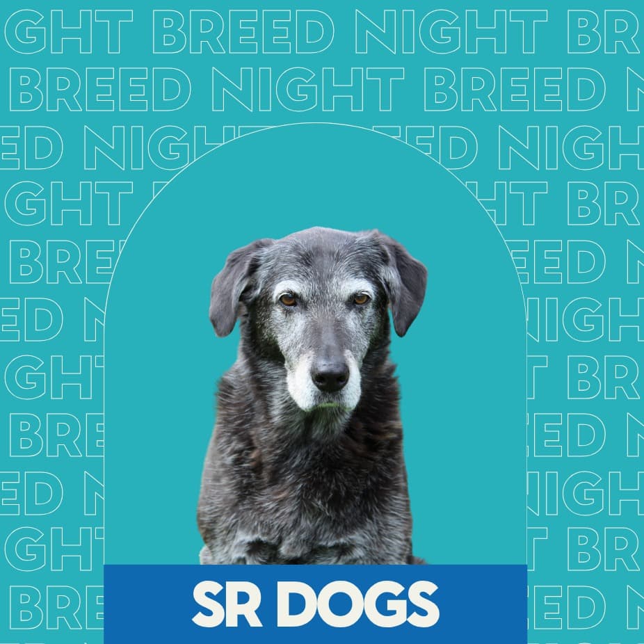 Breed Night: Senior Dogs at Unleashed Hounds and Hops