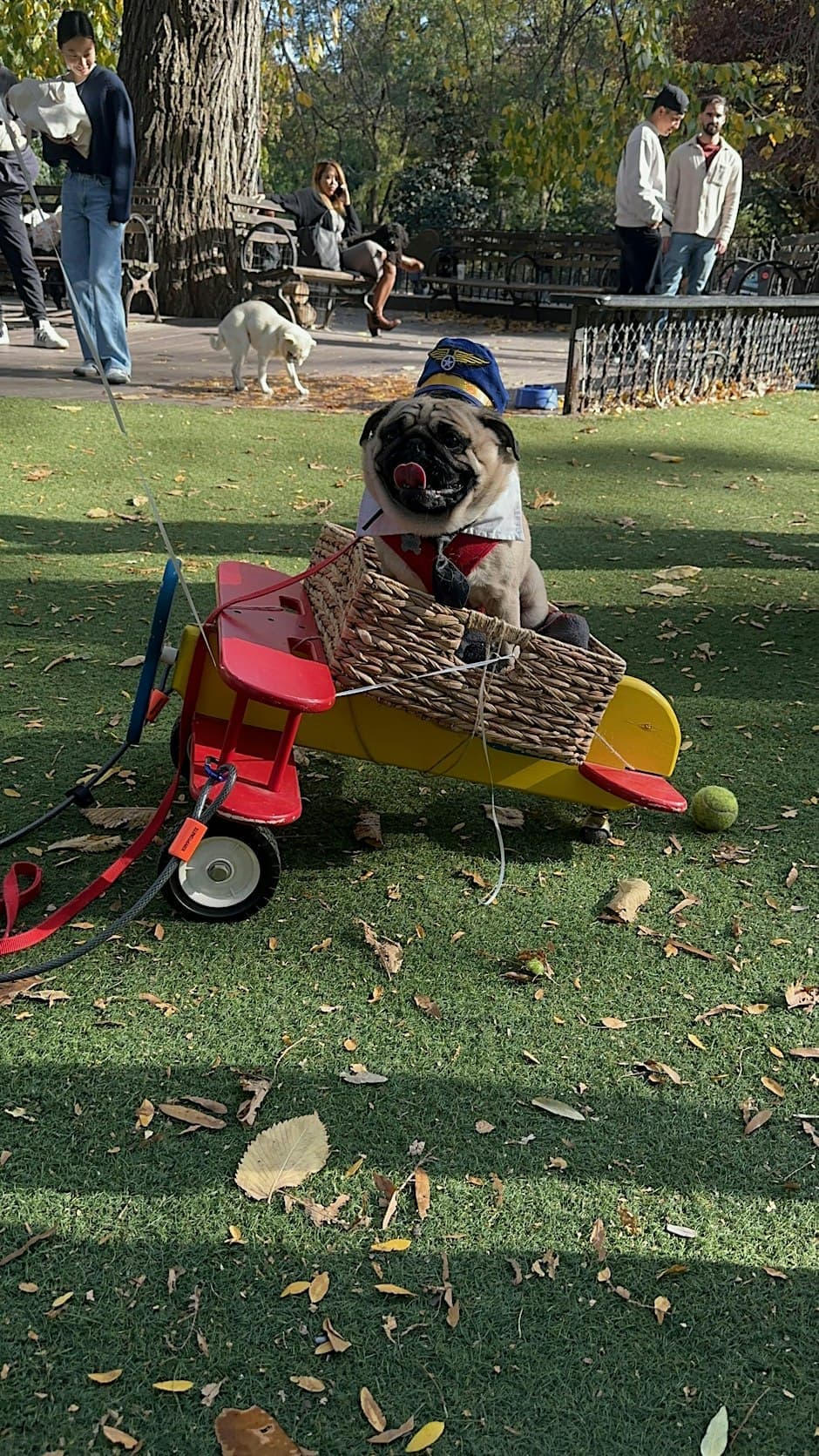 Halloween Pug Meetup at Tompkins Square Park
