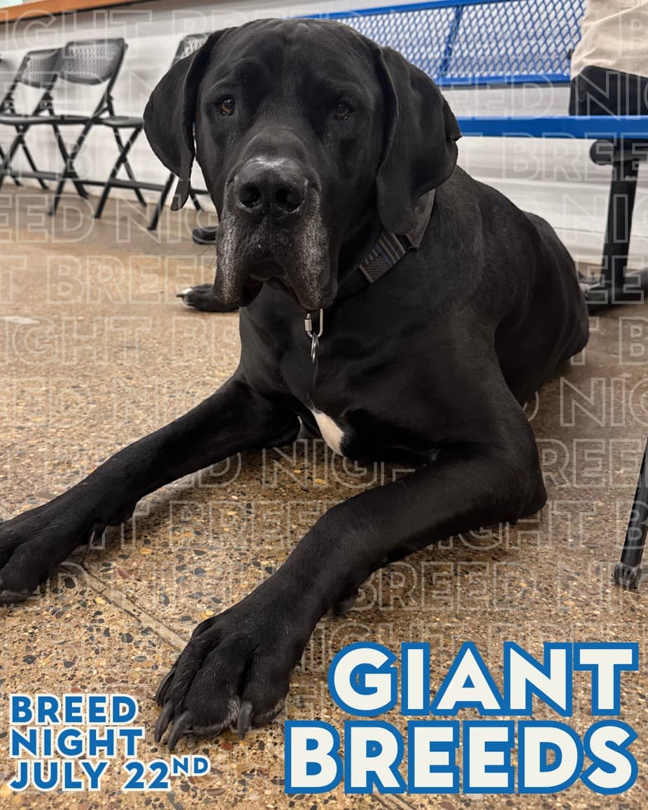 Giant Breed Night at Unleashed Hounds and Hops