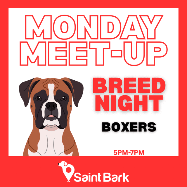 Boxer Night at Saint Bark