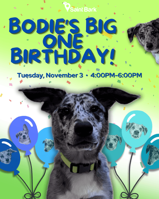 Bodie's First Birthday Pawty at Saint Bark