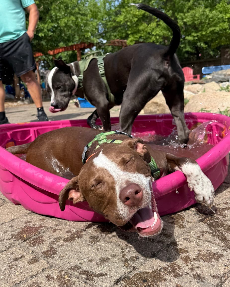 Pawtio Pool Party at Unleashed Hounds and Hops
