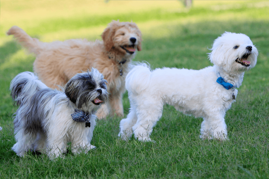 Yappy Hour at Pedro Park