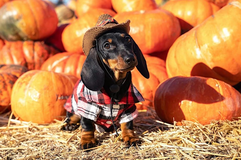 Howl-o-ween Dog Costume Contest at Jamaica Bay Inn