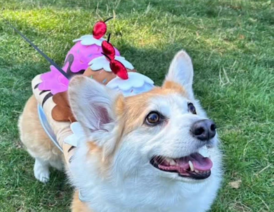 Halloween Pet Parade at Volunteer Park