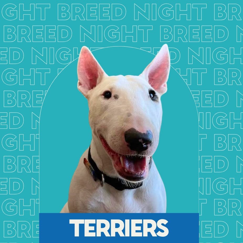 Breed Night: Terriers at Unleashed Hounds and Hops