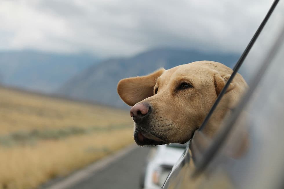 Subaru Loves Pets Adoption Event with MARS