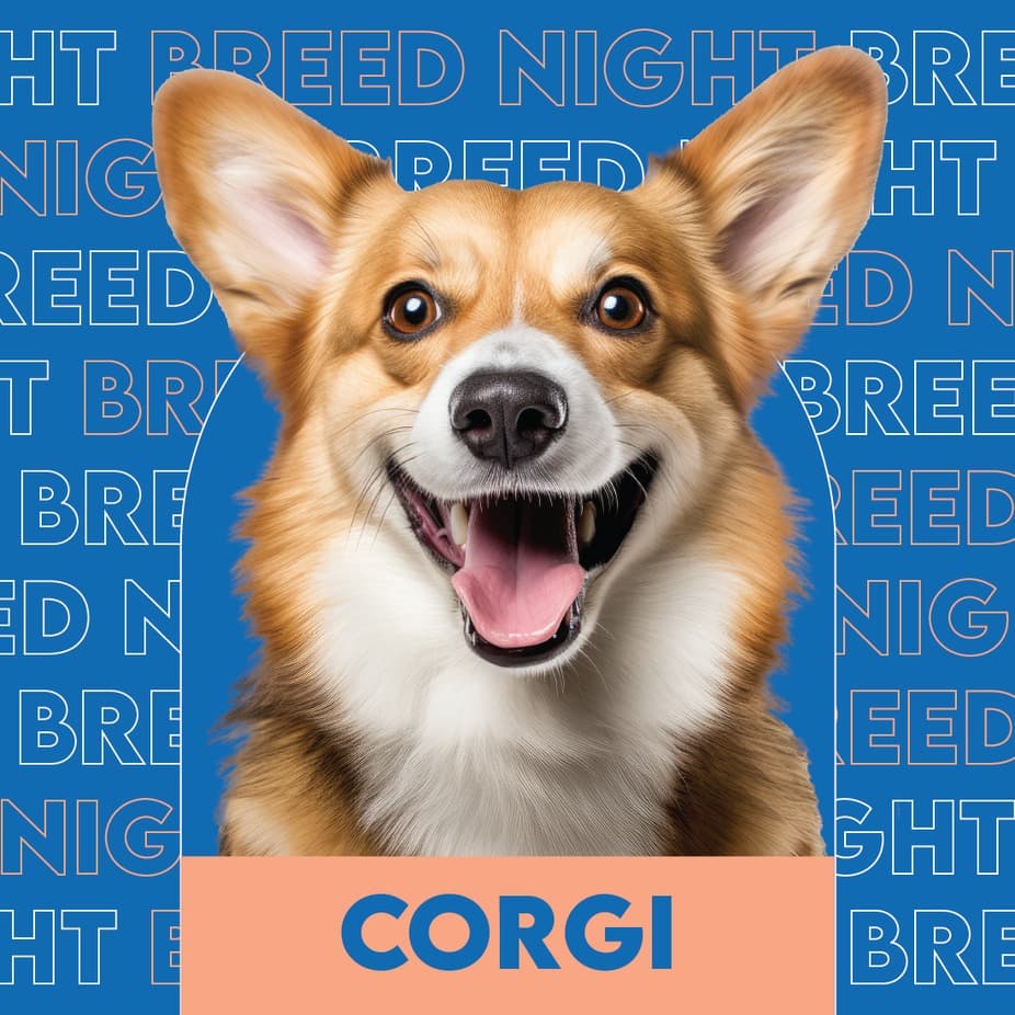 Corgi Breed Night at Unleashed Hounds and Hops