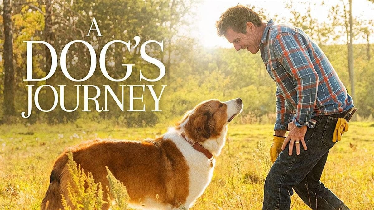 Coziest Pet-Friendly Sofa Theater: A Dog's Journey