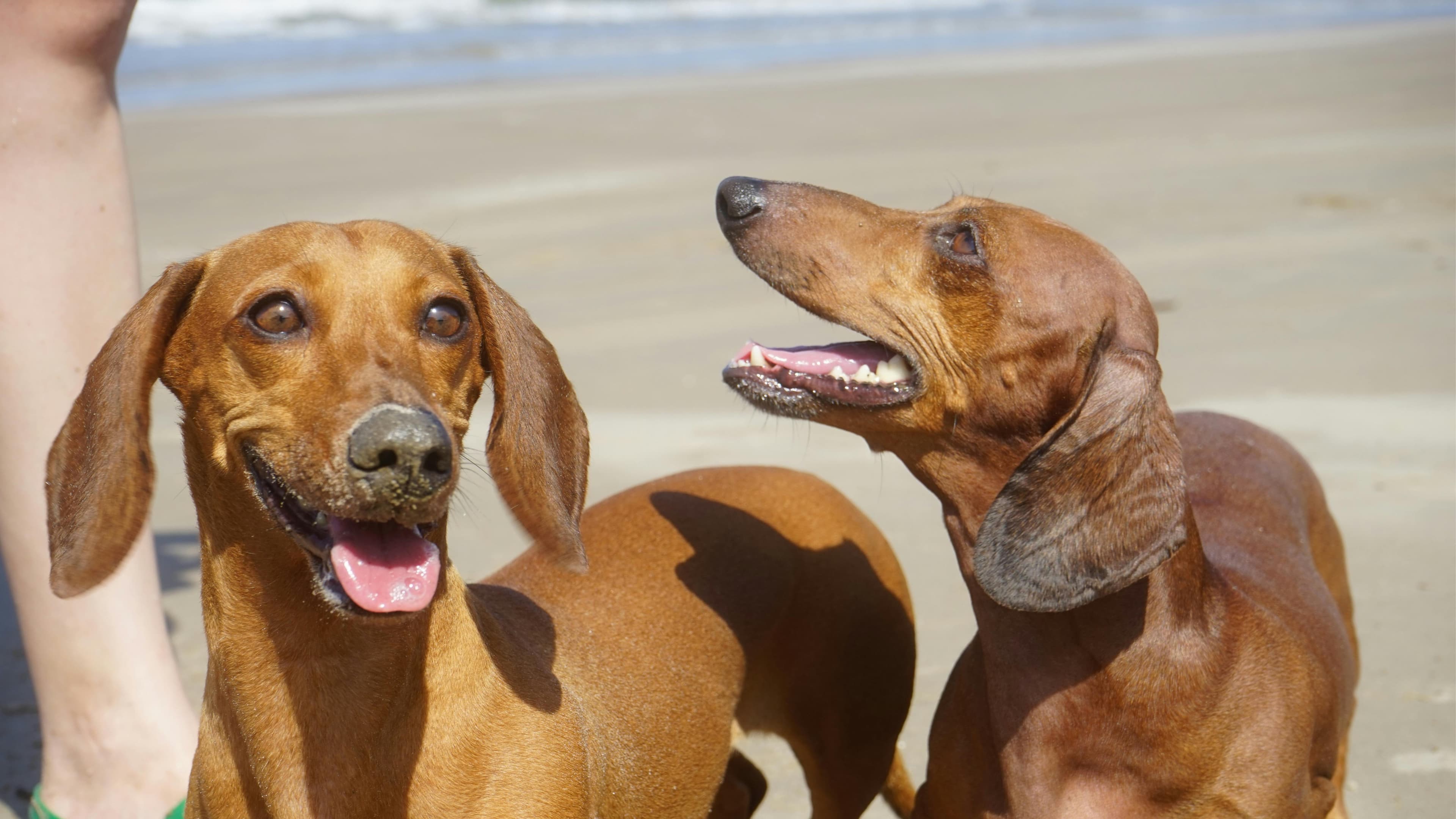Dachshunds of Alki