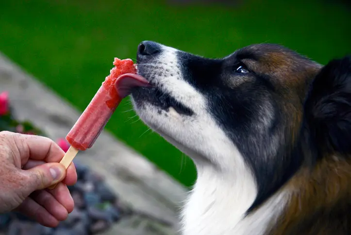Chuck & Don's Summer Pawlooza – St. Paul
