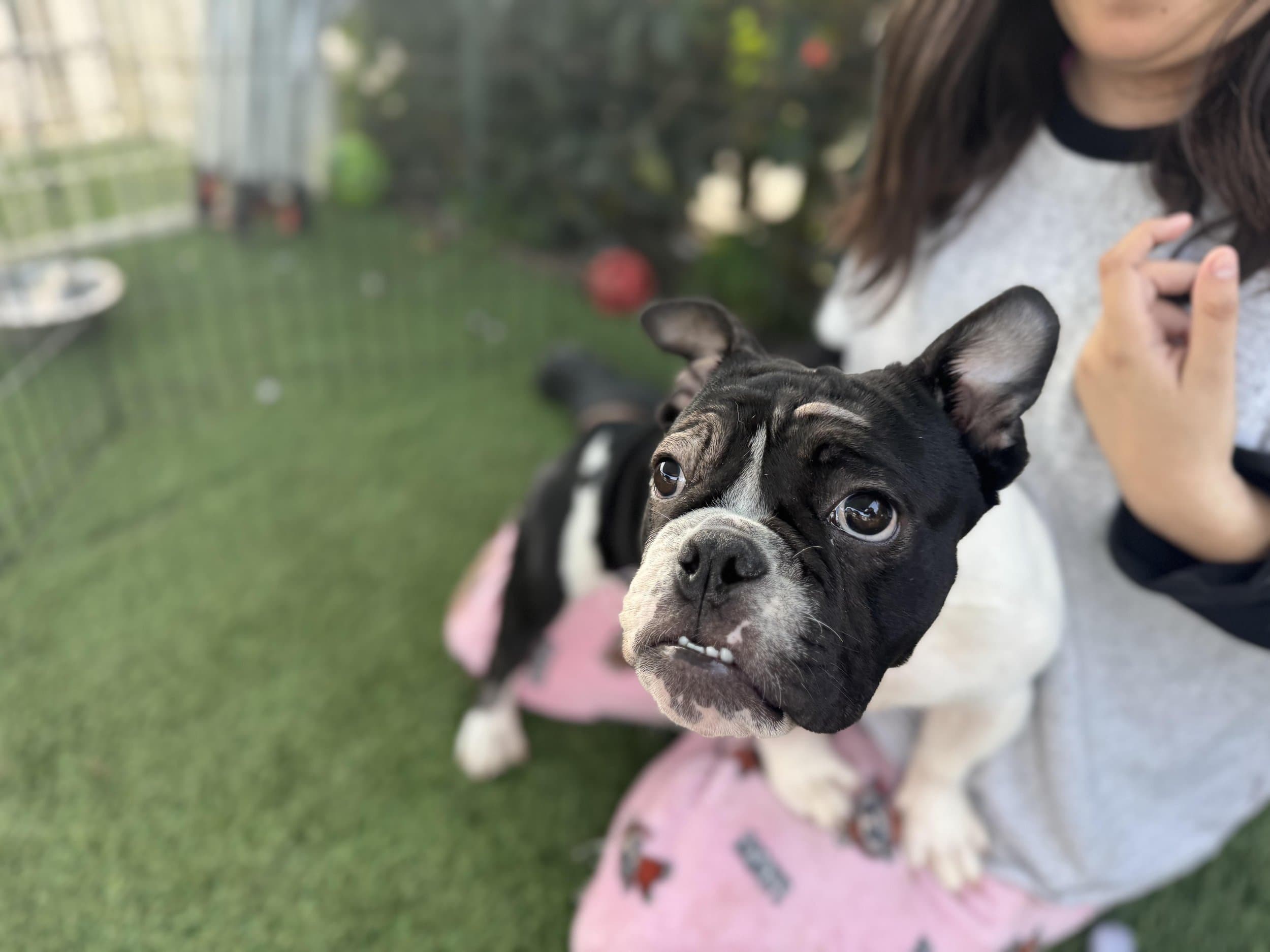 A Purposeful Rescue Adoption Event – Oct 24