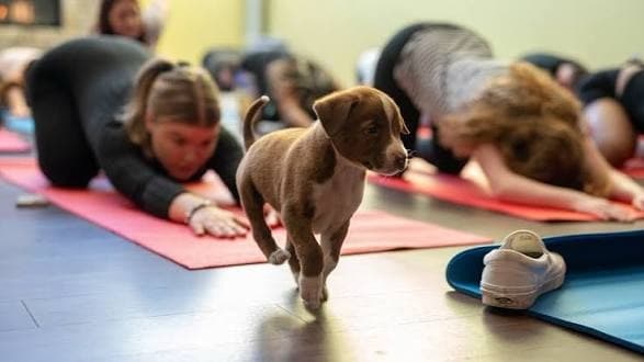 Puppy Yoga – Belltown