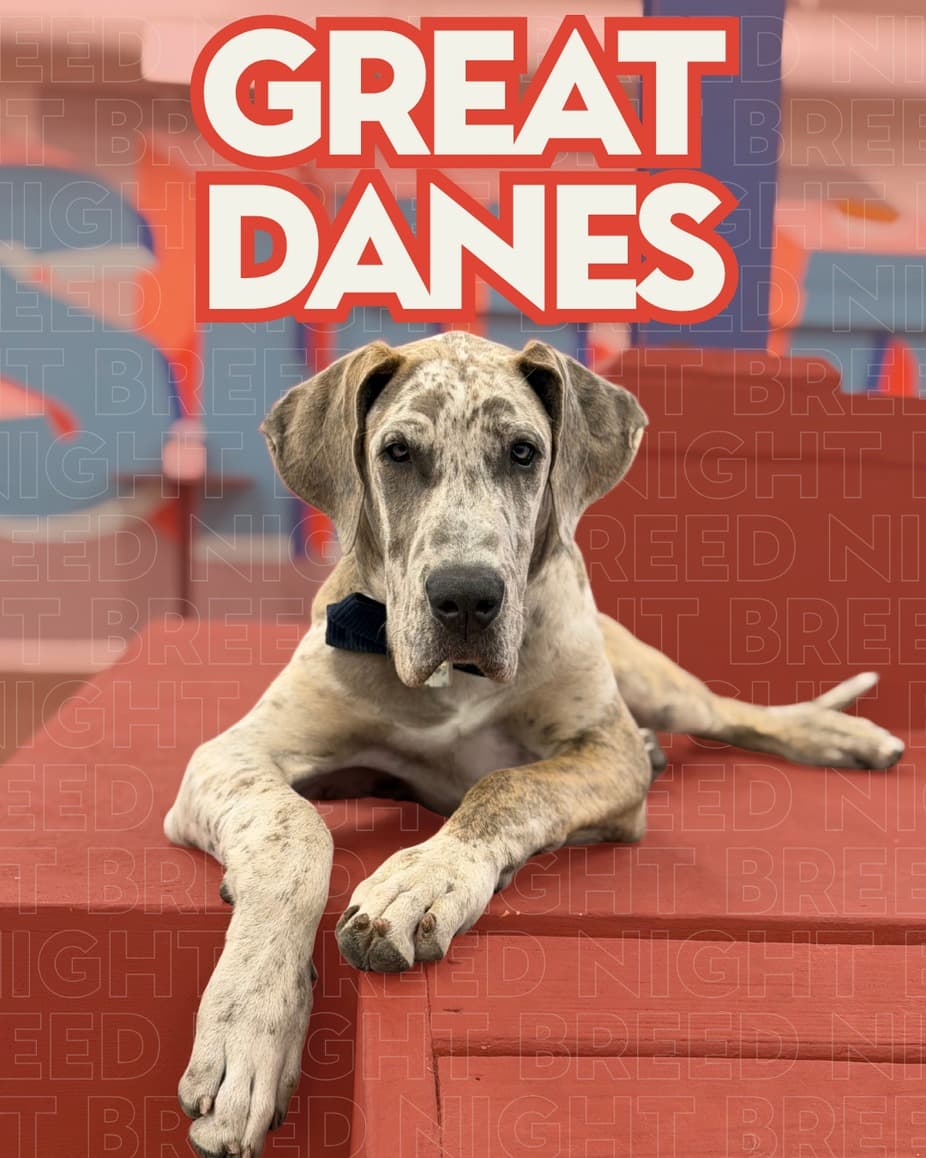Great Dane Breed Night at Unleashed Hounds and Hops