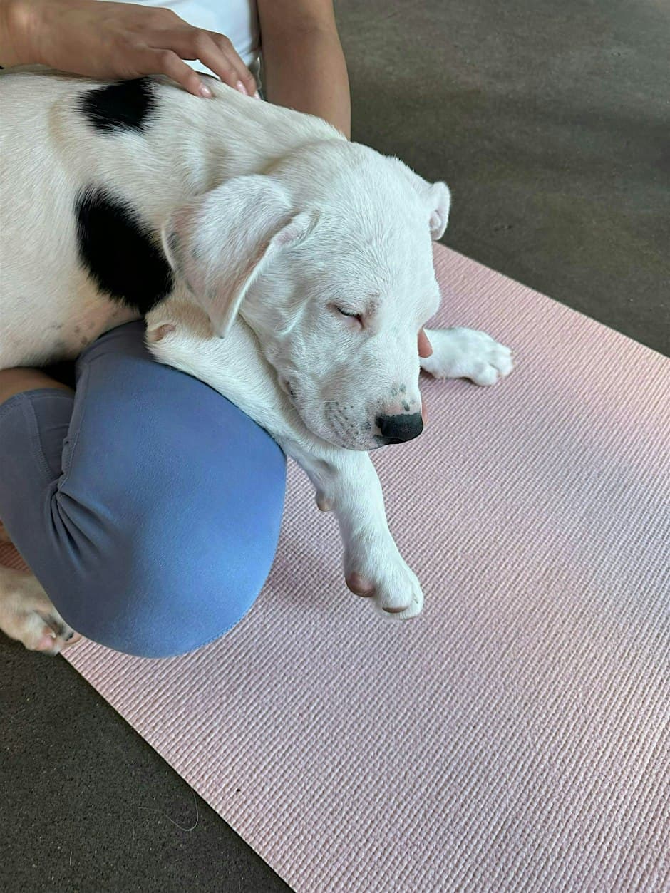 Rescue Puppy Yoga @ Bitter Sister's Brewery