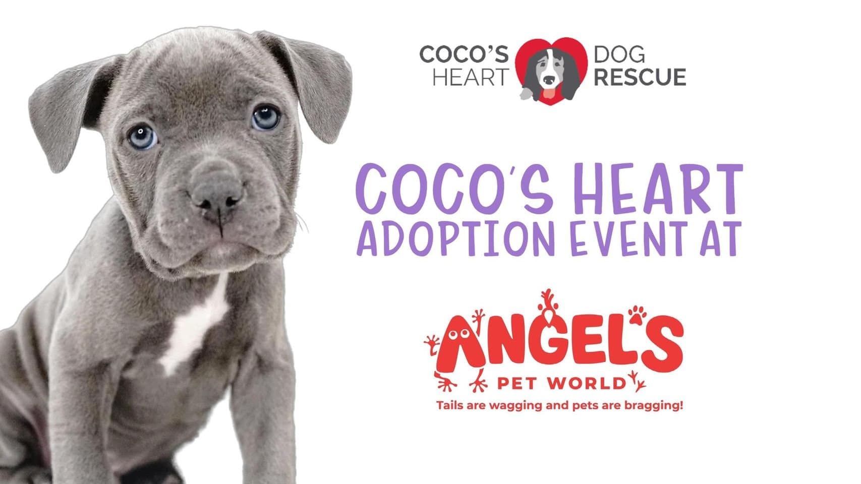 Coco's Heart Dog Rescue Adoption Event at Angel's Pet World