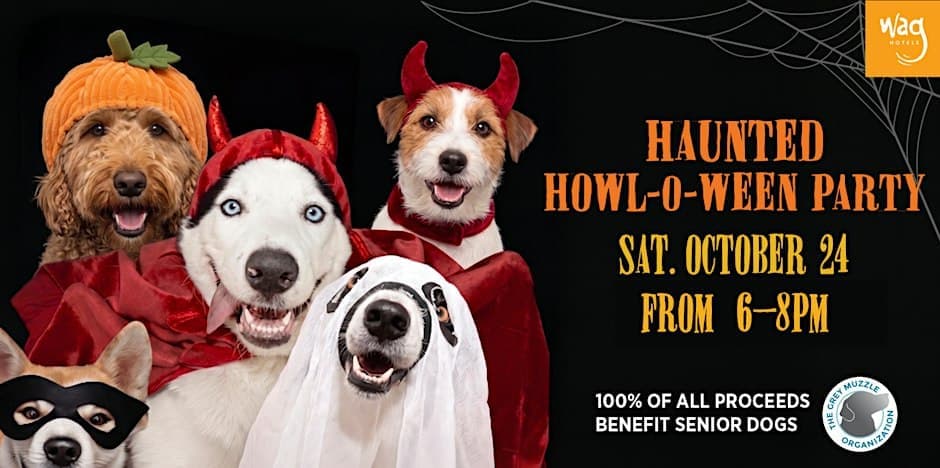 Haunted Howl-o-ween Party for Dogs at Wag Hotels Hollywood