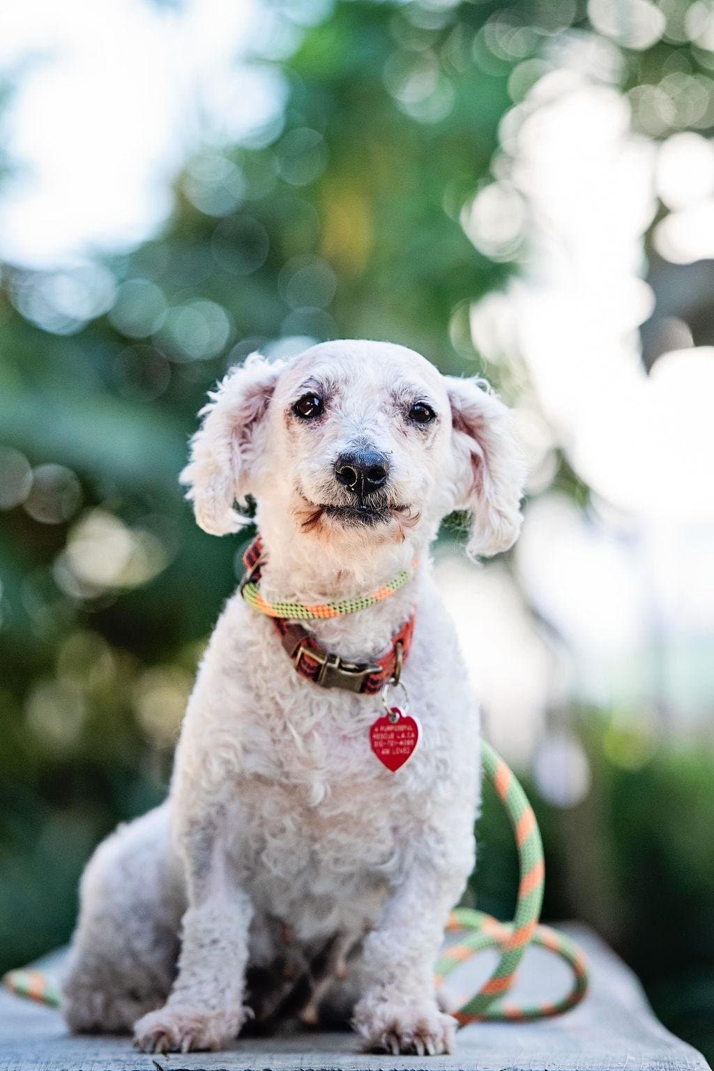 A Purposeful Rescue Adoption Event – Oct 17