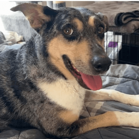 MARS Adoption Day at PetSmart Blaine