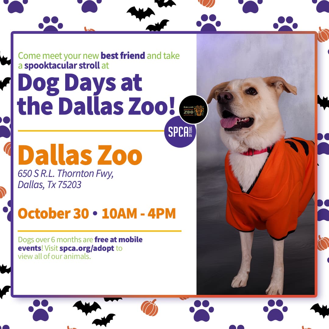 Dog Days at the Dallas Zoo!