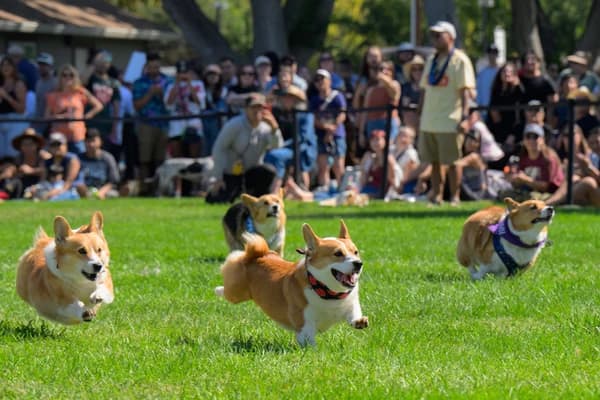 Corgi Con Bay Area 2026