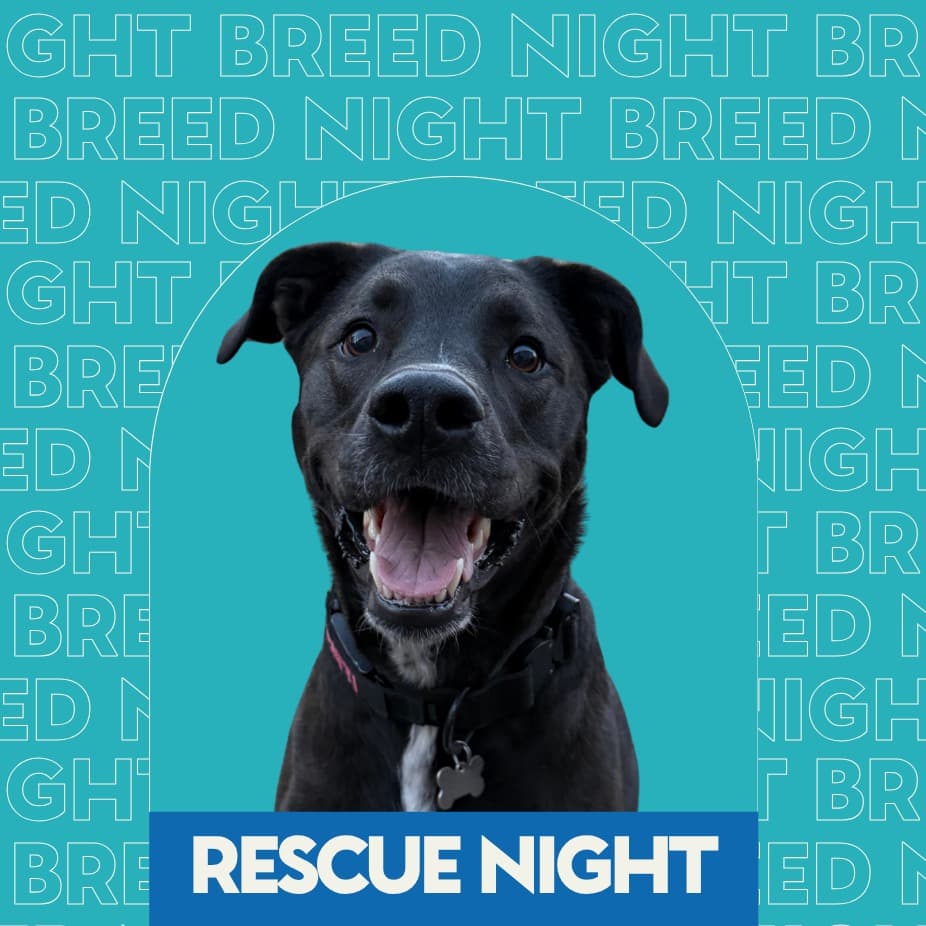 Breed Night: Rescues! at Unleashed Hounds and Hops