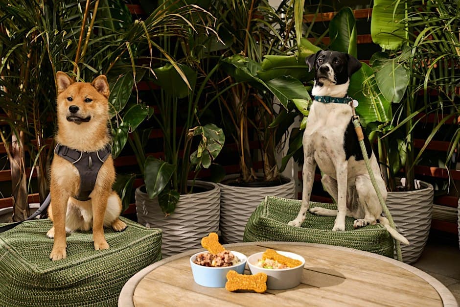 Bird Dog: A Pet-Friendly Rooftop Happy Hour