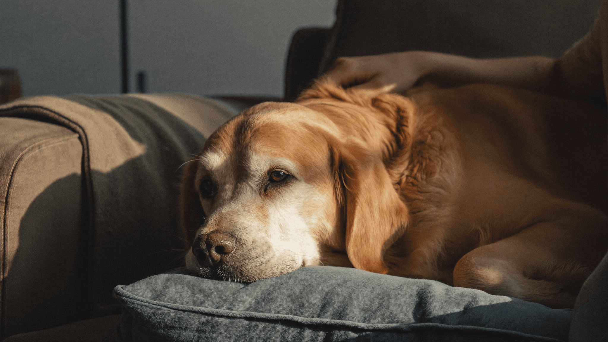 Pandemic Puppies Are Turning 6 This Year. A Global Study Just Found Owners Are Missing Their Most Important Health Window.