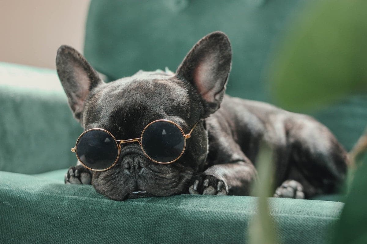 Should You Wake Your Pup From Doggy Dreams?