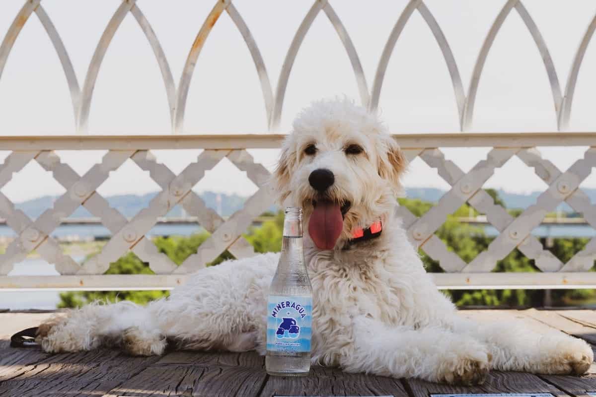 Dog Cocktails: 10 Dog-Safe Mocktail Recipes (Vet-Approved)