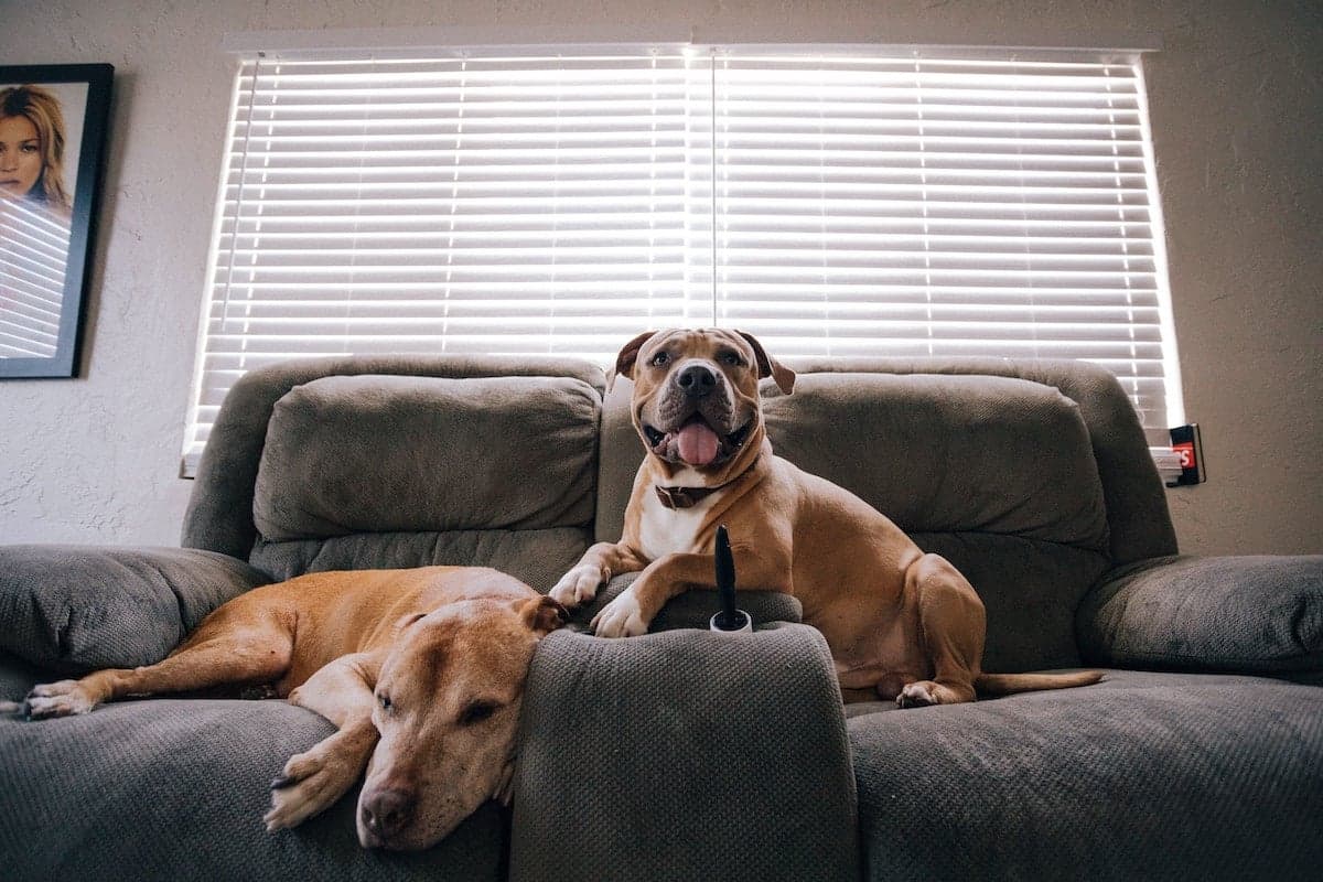 Lights, Camera, Snacction: 5 Movie Night Essentials for Dogs