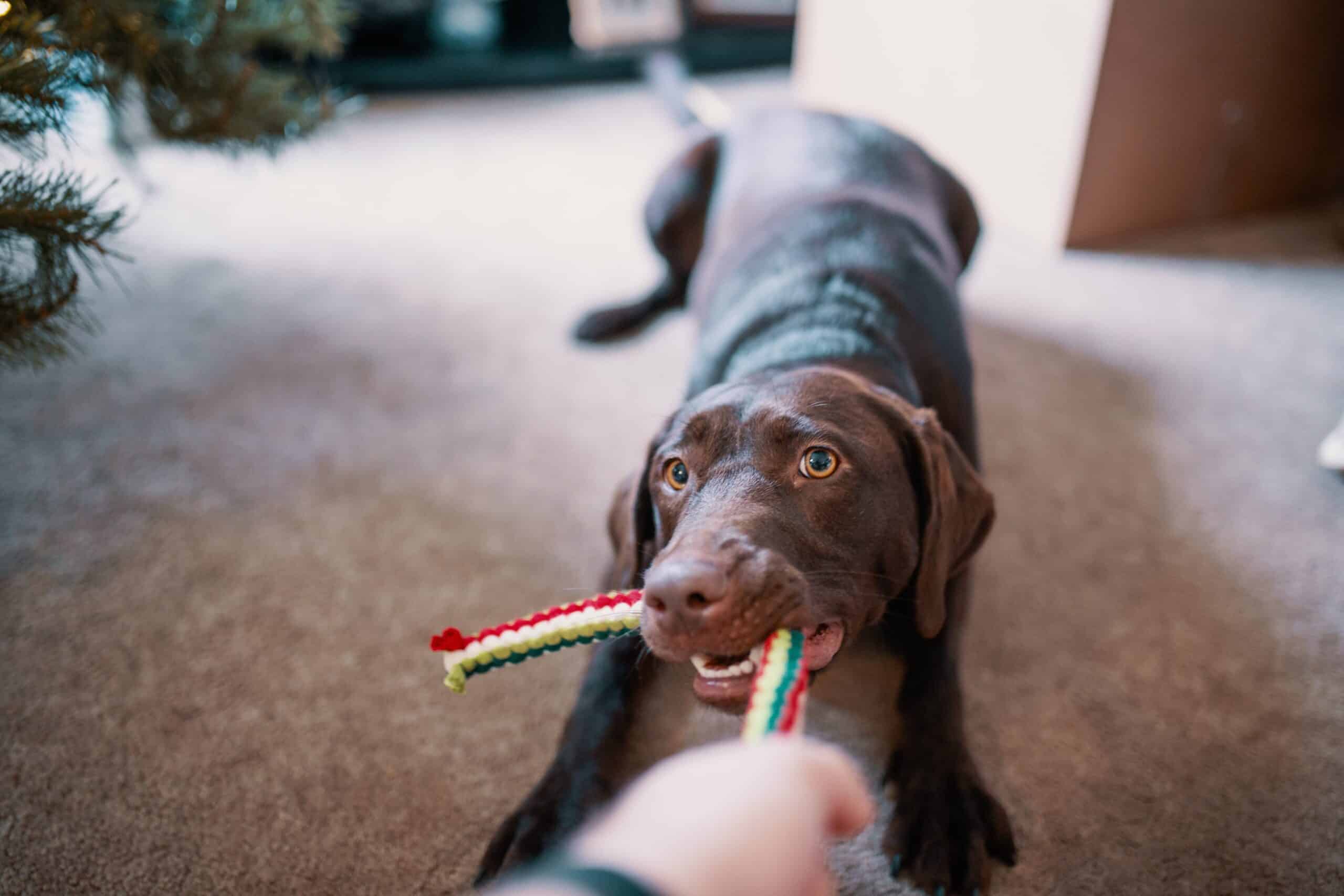 Dog Enrichment: Soda Bottle Feeders, Wrapped Gifts, and More