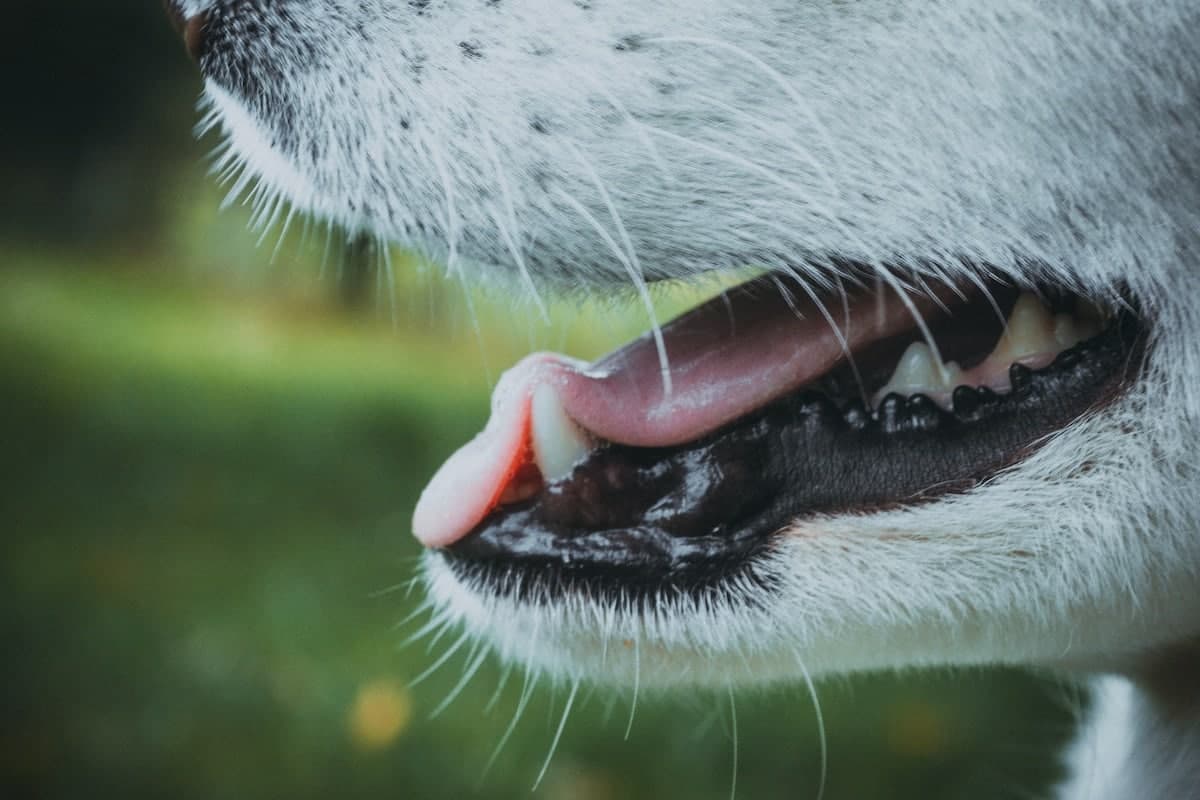 Homemade Dog Toothpaste: 5 Vet-Approved Recipes (Safety + How-To)