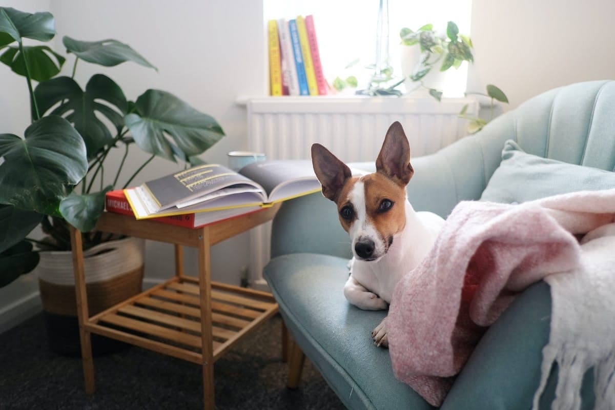 How to Make a Dog Room in Your House