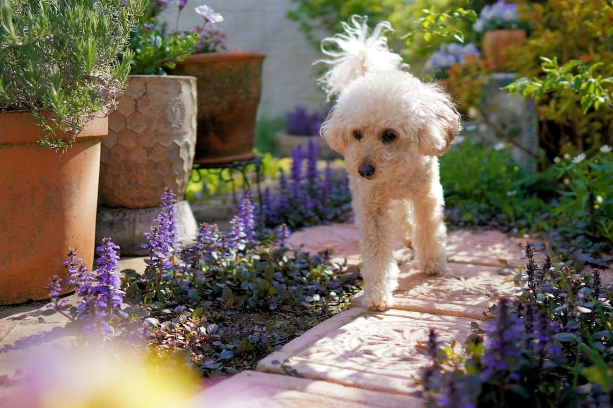 Dog-Proof Garden: The Complete Guide to a Safe, Dog-Friendly Yard