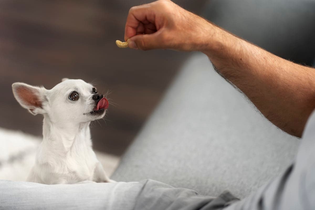 How to Make a DIY Charcuterie Board for Dogs